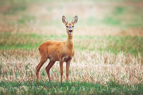 deer in the meadow is looking at you - wild barley imagens e fotografias de stock