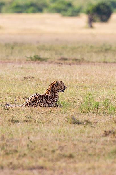 istock Cheetah lying on the savannah 614712506