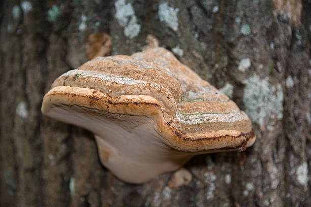 istock mushrooms in the forest close-up 614712534