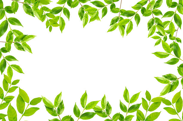 istock Green leaves frame isolated on white background 614714408