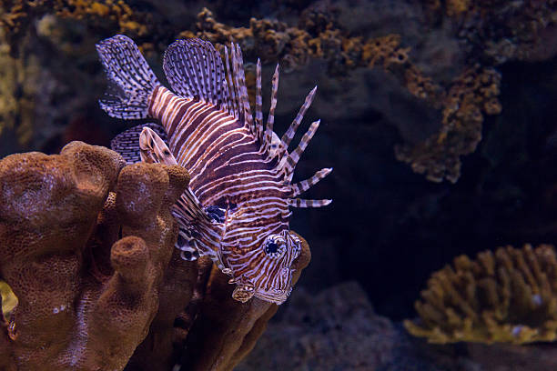 istock underwater colored lionfish in aquarium 614714614