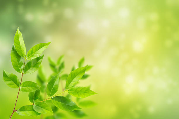 istock fresh and green leaves abstract bokeh background 614714686