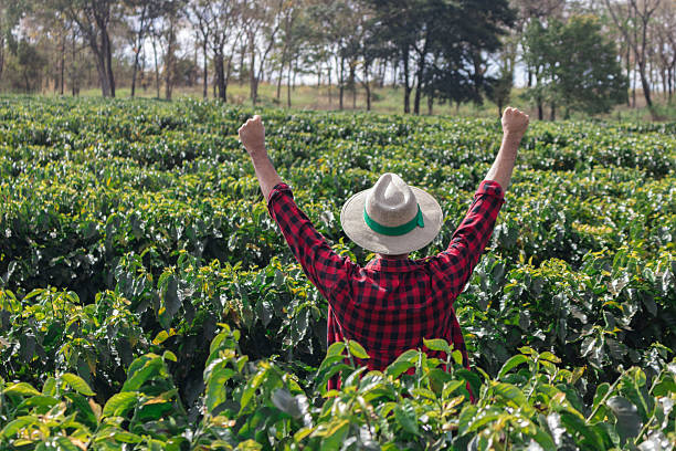 istock Farmer with hat looking the coffee plantation field 614714688