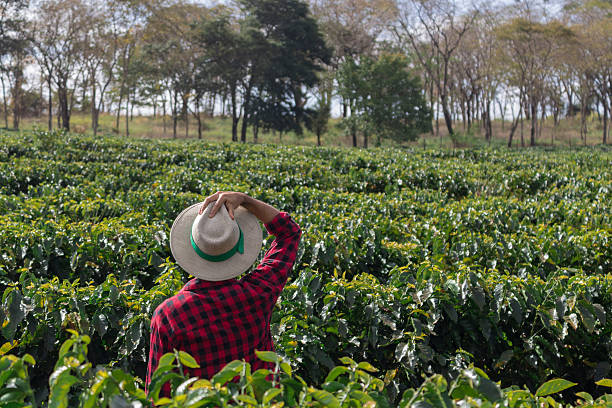 istock Farmer with hat looking the coffee plantation field 614714822