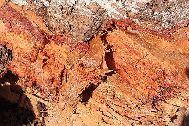 árvore de corte - wood axe imagens e fotografias de stock