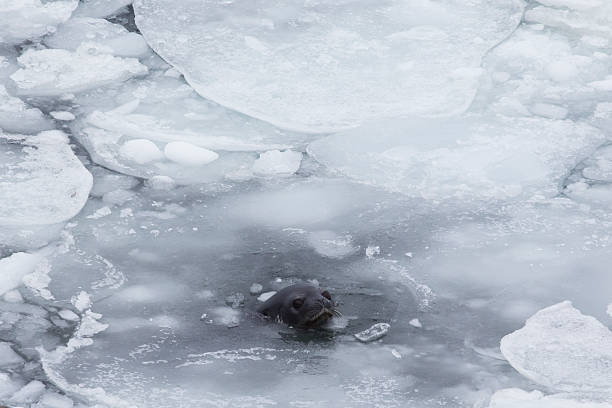 Crabeater seal stock photo