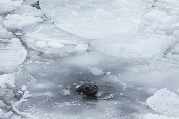 Photo of Crabeater seal