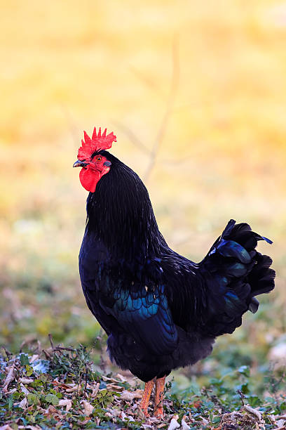 istock black cock standing in the grass on a Sunny day 614715432