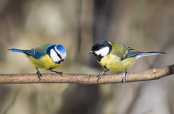 dos pájaros similares titmouse sentado en una rama - tit fotografías e imágenes de stock