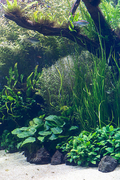 istock aquarium with water-plant and animals 614715986