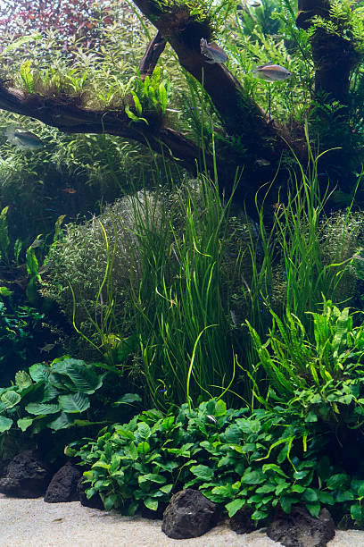 istock aquarium with water-plant and animals 614716036