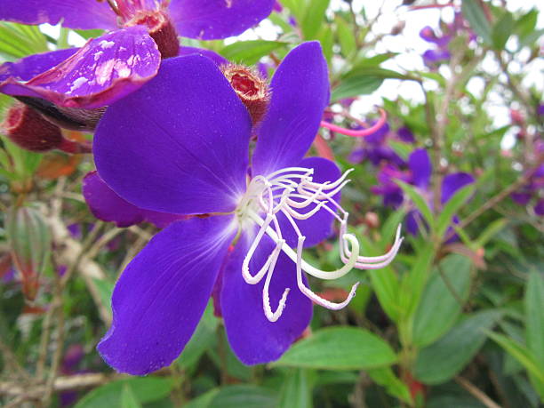 istock Unusual Purple Flower with Long White Stamens 614716804