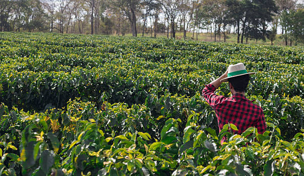 istock Farmer with hat looking the coffee plantation field 614716830