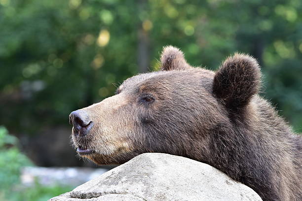 istock bear-Ursus arctos beringianus 614717688
