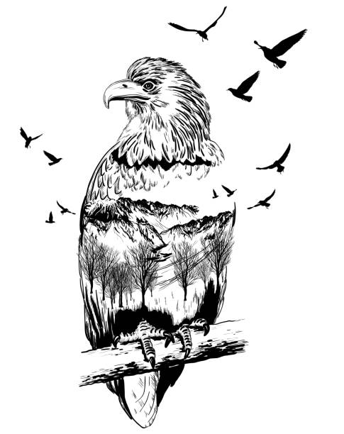 Vector Double exposure, eagle, wildlife concept Vector Double exposure, eagle for your design, wildlife concept hawk bird stock illustrations