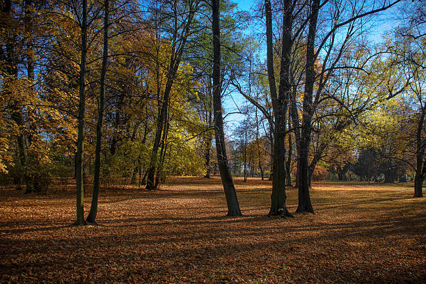 istock Autumn colors in the park 614718312