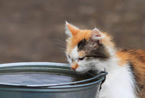 istock cat drinks water from a large metal bucket 614718796