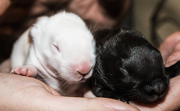 istock Beautiful little black and white rabbits on the hand 614719276