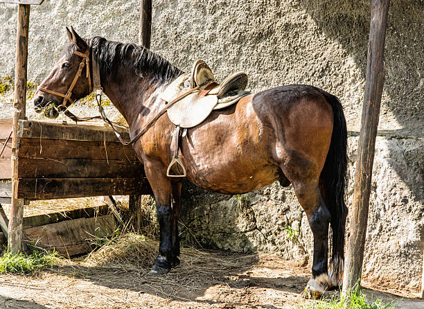 istock Chestnut horse are fed hay, side view 614719382