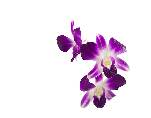 istock bouquet of purple orchids isolated on white background 614720366