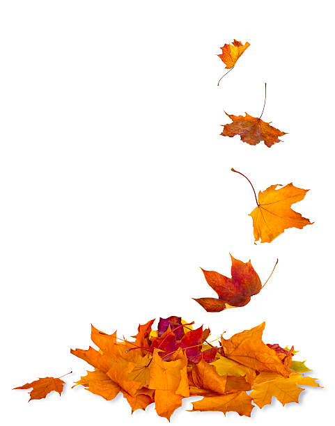 istock Isolated autumn leaves 614720828