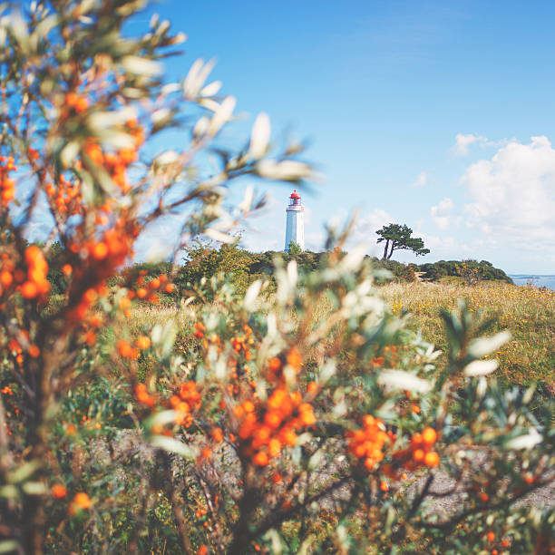 Lighthouse on the island Hiddensee through orange seabuckthorn