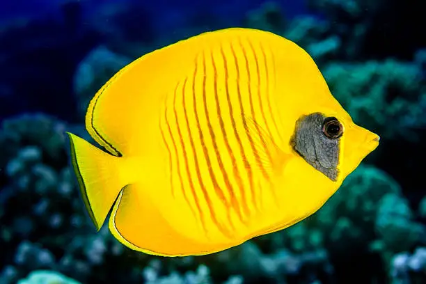 A butterflyfish in Redesea