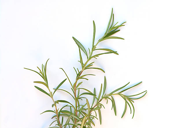istock Twig of rosemary on a white background 614721340