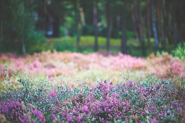 Heather by the way in forest