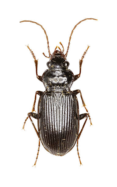 istock European Gazelle Beetle on white Background 614721512