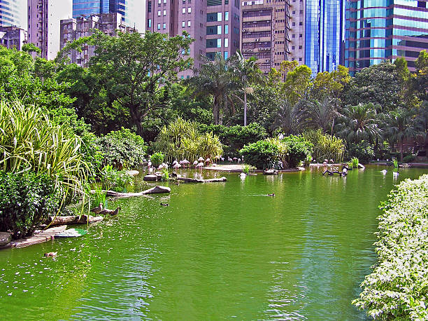 istock Pond at Kowloon Park in Hong Kong 614722346