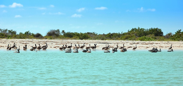view of pelicans  in Celestun Mexic