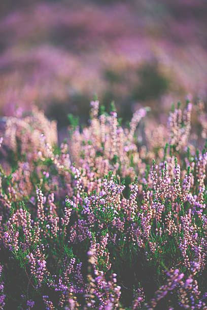 istock Heather by the way in landscape 614723738