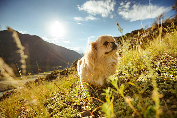 istock Funny animal dog pekingese mountains 614726348