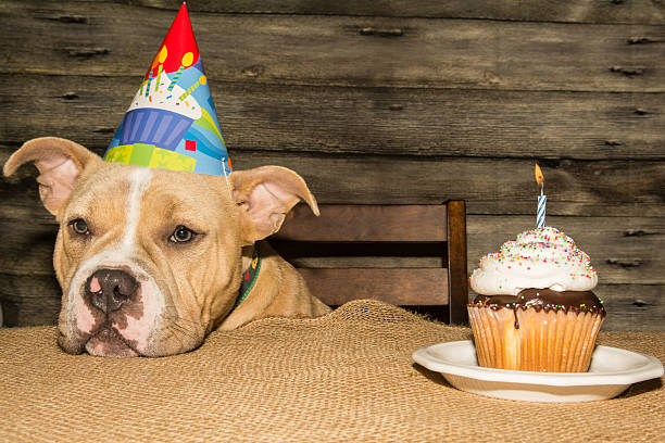 istock Cute Birthday Puppy 614726524