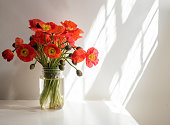 Red poppies with sunlight