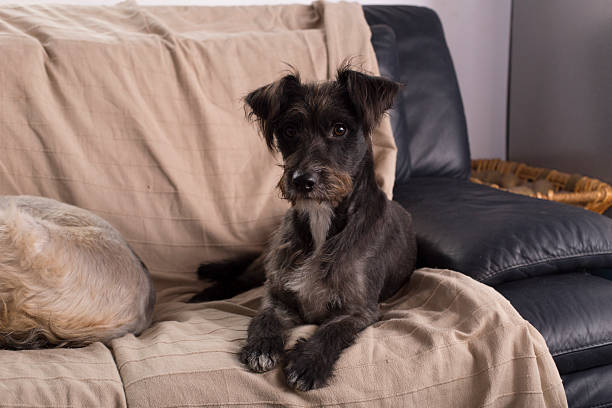 istock Adorable black dog portrait 614726942