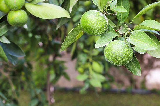 istock Unripe green tangerines on a tree branch 614729000