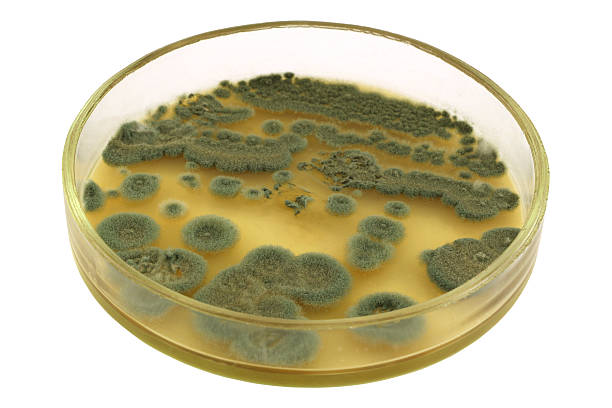 Colonies of penicillin producer Penicillium   on agar plate isolated Green colonies of  allergenic fungus Penicillium from air spores on a petri dish (agar plate) manually isolated on a white background. This microbe is an antibacterial antibiotic penicillin producer. Nutrient agar media used.   mycology photos stock pictures, royalty-free photos & images