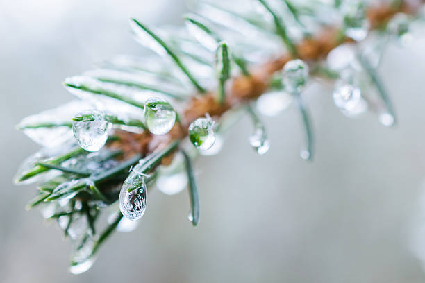 トウヒ小枝。の凍結液滴をぶら下げているピンと針に - frozen branches ストックフォトと画像