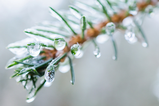 Spruce twigs. On pins and needles hanging frozen droplets of ice. Shallow depth of field, abstract background.