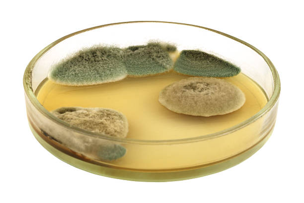 고립 된 천 판에 다른 푹신한 곰팡이 식민지 - mold petri dish mildew agar jelly 뉴스 사진 이미지