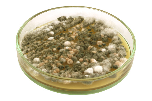 Colonies of mould on a petri dish (agar plate) isolated on a white. Genus Penicillium, Aspergillus, Mucor, Trichoderma and other.  Nutrient agar media  used to imitate a food damaged.  An object is manually isolated on a white background.