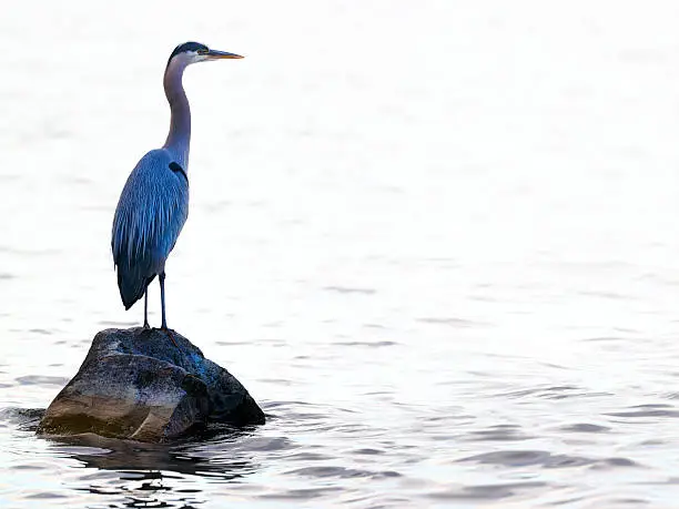 Great blue heron (Ardea herodias) in Washington Lake.