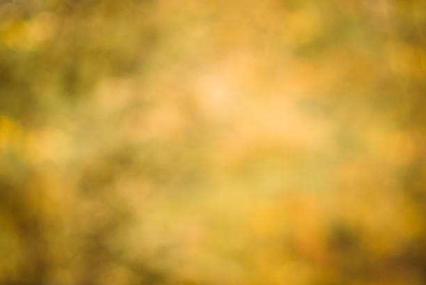istock Natural fall or autumn nature bokeh background with blurred leaves 614731152