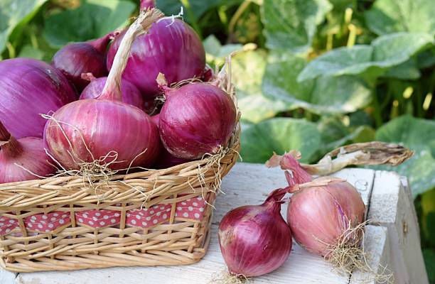 istock basket of red onions 614731712