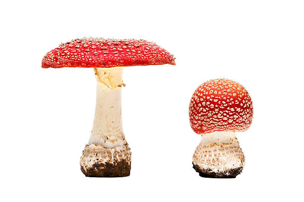 funghi velenosi amanita - mushroom toadstool moss autumn foto e immagini stock