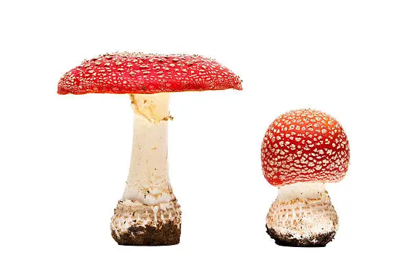 Photo of poisonous mushrooms amanita