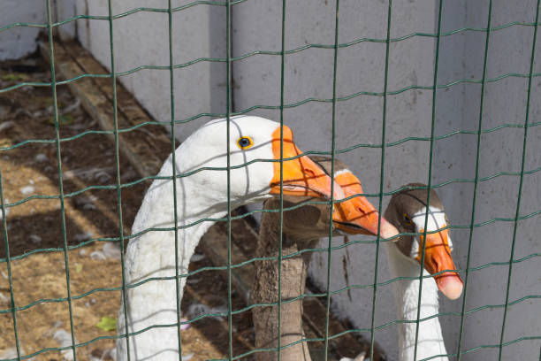 istock Geese in the cell enclosure 614731774