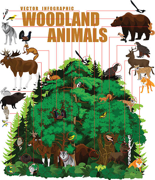 illustrazioni stock, clip art, cartoni animati e icone di tendenza di infografica vettoriale - foresta boschiva nord con animali - jay